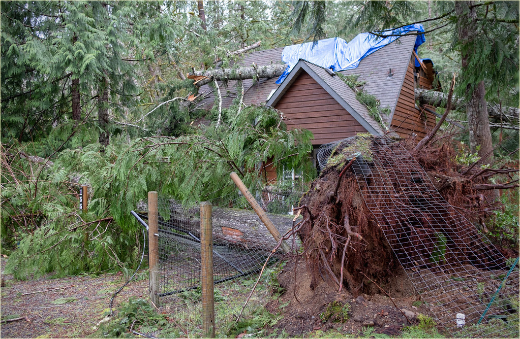 bad storm and the damage from trees